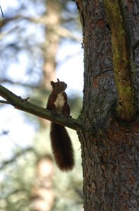 Neugieriger Besucher