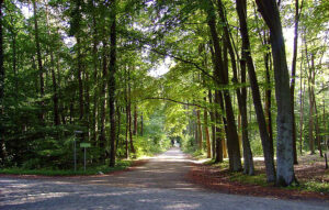 Schöne Waldspaziergänge