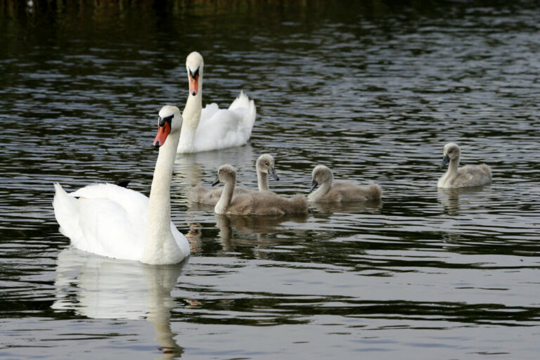 Nachwuchs auf dem Plauer See